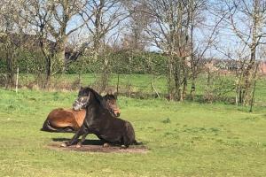 two horses laying on the grass in a field at De Slaaperij in Wilbertoord