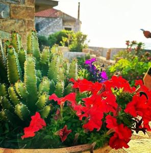 Giardino di Κοχύλι