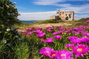 a field of pink flowers in front of an old building at B&B Cristina in Torricella