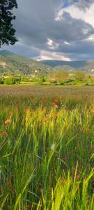 un campo de hierba con flores rojas. en Casa Fra Ambrogio en Pizzoli