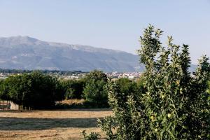 a field with trees and a mountain in the background at Στούντιο δίπλα στο πανεπιστήμιο και το νοσοκομείο in Ioannina