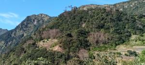 una montagna ricoperta di alberi e arbusti di Boaventura Home Comfort a Boaventura