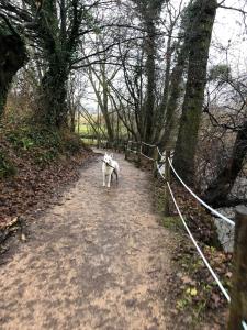 un chien marchant sur un chemin de terre avec une clôture dans l'établissement B en B En Route, à Berg en Terblijt