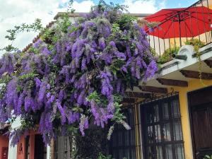un montón de flores púrpuras colgando de un edificio en Villas Santa Ana-Ricardo, en Antigua Guatemala
