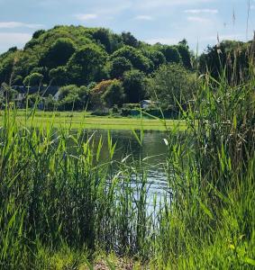 a body of water with grass and trees in the background at Luxus_EG_Fewo TEE ONE in Göhren-Lebbin