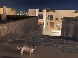Villa for you on your own in Makadi Heights, Hurghada, Read Sea, Egypt kisállat-vendégei