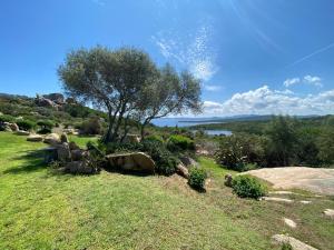 a grassy hill with a tree and a lake at Villa Erica a Valle Dell Erica in Valle Dell’Erica