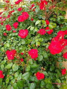 a bush of red roses with green leaves at La maison des roses in Chadrac