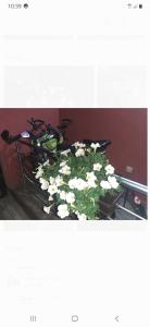 Fotografie z fotogalerie ubytování Vučeljić rooms v destinaci Andrijevica