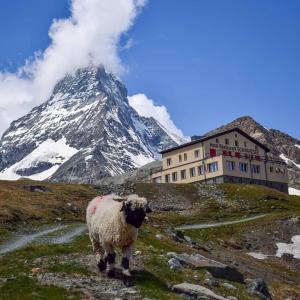 uma ovelha em pé em frente a um edifício numa montanha em Hotel Schwarzsee em Zermatt