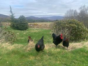 a group of chickens walking in a field at Birkenshaw - Beautiful Shepherd’s Hut in the Highlands. in Dornoch