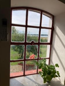 una ventana en una habitación con una planta delante en Jungshoved Præstegård B&B, en Præstø