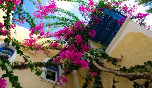 een bos roze bloemen hangend aan een gebouw bij Hotel Zeus in Kamari