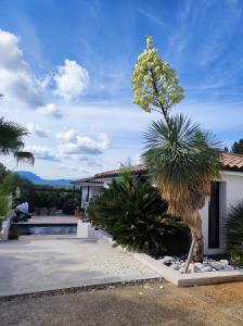eine Palme vor einem Haus in der Unterkunft Joli havre de paix in Prades-le-Lez