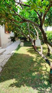 a tree in the grass next to a building at GreenHouse_Anzio in Anzio +22 photos
