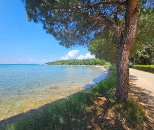 a tree on a beach next to the water at Holiday Apartment Deluxe in Savudrija