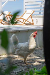 a chicken standing on the ground next to a chair at Kalinifta - Io parto Io arrivo in Tricase