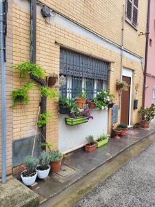 Un mucchio di piante in vaso sul lato di un edificio di A CASA DI NONNA LUISA a Porto San Giorgio