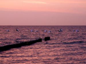 a group of birds flying over the ocean at sunset at Ferienwohnung am Dorfrand in Wieck