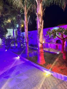 een groep palmbomen met paarse lichten bij Villa Immacolata in Casalabate