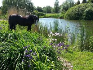 un caballo parado en el césped junto a un lago en Urlaub auf dem Bauernhof, en Rubitz