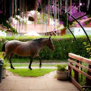 オルムエにあるPueblo Andaluz Olmuéの庭の小道を歩く馬