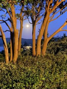 eine Gruppe von Bäumen mit dem Mond im Hintergrund in der Unterkunft Rodeen self-catering apartment in Castletownbere