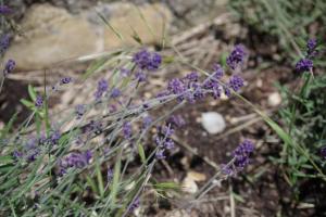瓦朗索尔Les Chambres d Hôtes de Valensole au pays des lavandes et proche des Gorges du Verdon的相册照片