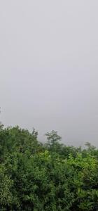 a group of green trees with a sky in the background at Zurabashvili Guest House in Sighnaghi