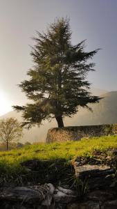 uma árvore sentada em cima de uma parede de pedra em Cascina del Forte em Torre Pellice