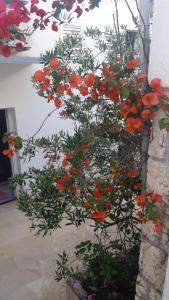 Hvar Deluxe Rooms外面的花园
