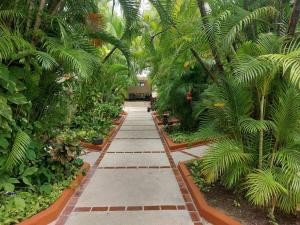 a pathway in a garden with palm trees and plants at Villas Cozumel #7 in Cozumel