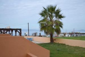 a palm tree sitting next to a wall next to a tree at To Akrogiali in Fánai