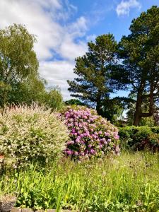 a garden with pink flowers in a field at The Little Acorn in Ben Rhydding