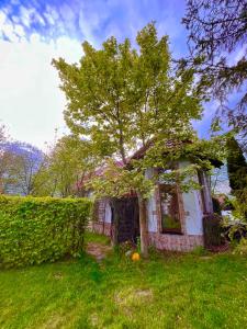 a small house with a tree in the yard at Domek na końcu świata in Szymbark