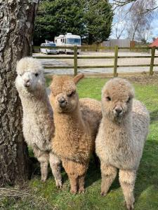 a group of three sheep standing next to a tree at A stunning converted barn offering country life. in Chewton Mendip