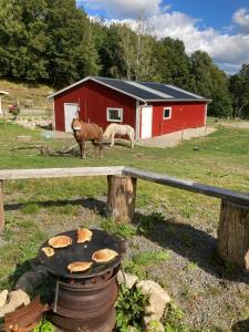 two horses standing in a field near a barn at Stenlid - Med naturen och lugnet i fokus in Veddige