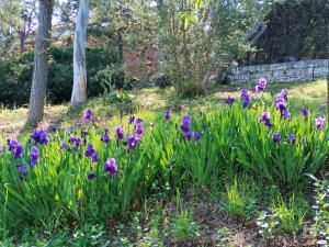 a bunch of purple flowers in a garden at le finestre sul mare in Conversano