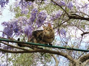 a cat sitting on top of a tree at le finestre sul mare in Conversano