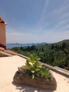 uma pequena planta sentada em cima de um telhado em Villa Fragola 2 em Doli