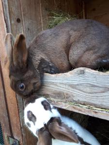 Ein paar Kaninchen, die auf einem Zaun liegen in der Unterkunft Familienfreundlich Wohnen im Miriquitdi Erzgebirge 