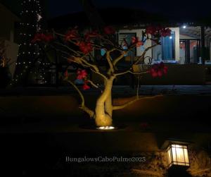 Fotografie z fotogalerie ubytování Bungalows Cabo Pulmo v destinaci Cabo Pulmo