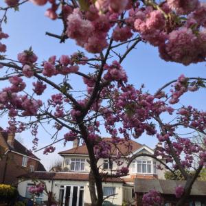 a tree with pink flowers in front of a house at LA B&B in Chichester