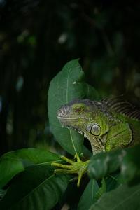 a green lizard sitting on a green leaf at Caba&ntilde;as Hostal & Camping Magic Bacalar in Bacalar