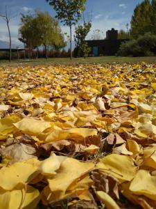 a field full of yellow leaves on the ground at Finca La Clementina in Tunuyán