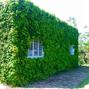 un edificio cubierto de hiedra verde con ventana en Sítio Sapiranga, en Sapiranga