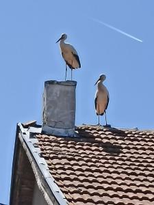 deux oiseaux assis sur un toit dans l'établissement Къща за гости Пантови, à Gramatikovo