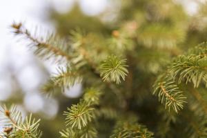 Un primo piano degli aghi di un albero di Natale. di Il giardino di Fiorina a Novate Milanese