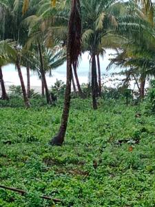 a group of palm trees in a field with the ocean at Rumah Nalu surf camp in Krui