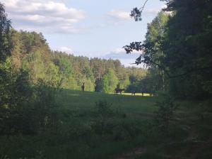 two horses are grazing in a field with trees at Ostoja Leśna Cisza in Purda